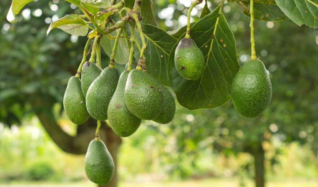 How To Invest In Avocado Farms