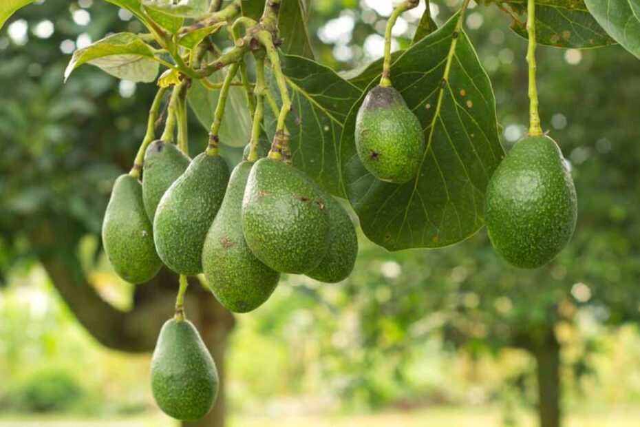 How To Invest In Avocado Farms